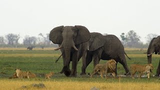 Sonido de animales salvajes de África [upl. by Lobell415]