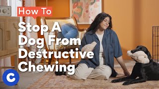 How To Stop A Dog From Destructive Chewing  Chewtorials [upl. by Gay744]