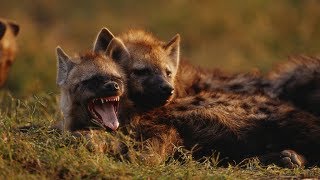 Grandes documentales  Cazadores de África Supervivientes de la llanura [upl. by Allecnirp]