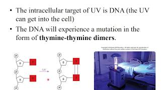 Lab 213 Effect of UV Light on Bacterial Growth [upl. by Alikahs649]