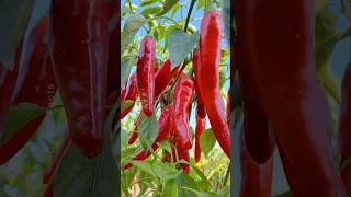 How to Grow Chili Pepper 🌶 at Home Using Simple Technique shorts plants farming [upl. by Strohben]