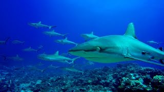 Diving in French Polynesia  Fakarava and Rangiroa  4K [upl. by Ahsiener357]