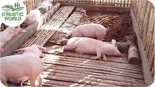 Baboyang Walang Amoy Odorless Piggery Update [upl. by Asilanom]