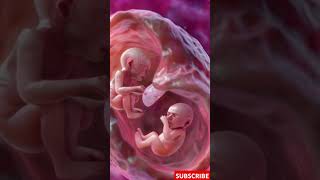 Incredible Footage of Twins Developing in the Womb [upl. by Annoerb383]