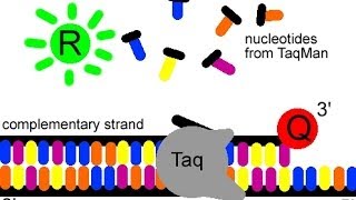 Real time PCR using SYBR green probe [upl. by Pillihp]