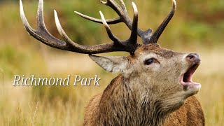 Richmond Park National Nature Reserve  🇬🇧 London Walk  🇬🇧 Hiking UK  England  4K [upl. by Cedar]