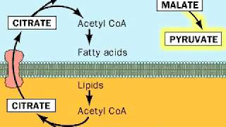 Fatty acids from Acetyl CoA [upl. by Renmus]