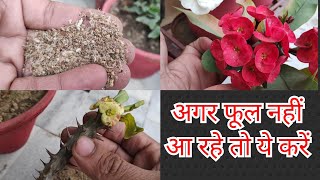 How to care n propagate euphorbia mili plant crown of thorns plant care😊👍 [upl. by Brozak]