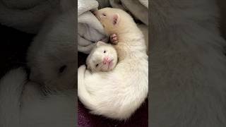 Ferret Mom Proudly Shows Off Her Babies to Human Best Friend animalrescue wildlife soulfulvideos [upl. by Tuppeny]