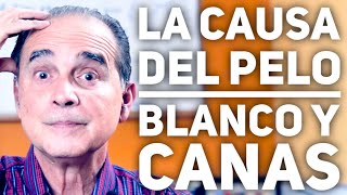 Episodio 1862 La Causa Del Pelo Blanco Y Canas [upl. by Susann353]