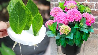 How to grow hydrangea flower in water with leaves [upl. by Onstad]