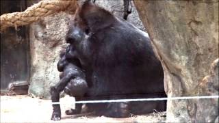 Silverback plays with his baby gorilla Ebobo with Yoko [upl. by Eve]