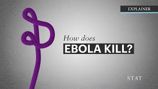 How Ebola Kills [upl. by Eednarb]