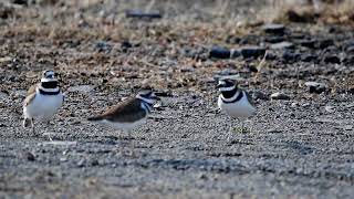 Killdeer Trio [upl. by Roon940]