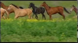 The AkhalTeke horse breed  Golden Horses [upl. by Enytsirk]