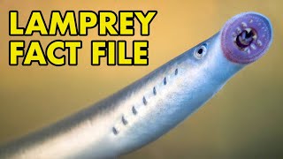 Lamprey Fact File British Wildlife Facts [upl. by Lomaj]