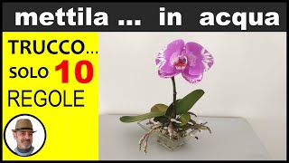 ORCHIDEA COME COLTIVARLA IN ACQUA growing orchid in water cultivo de orquídeas en el agua [upl. by Thin514]