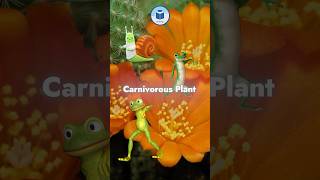 How Do Carnivorous Plants Eat Carnivorous Plants Nature’s Deadliest Traps plantfacts shorts [upl. by Chilton704]