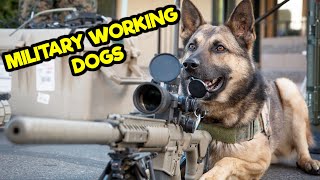 Dogs of War How the US Army Turned Dogs Into Soldiers in WWII [upl. by Butta]