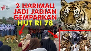 Gempar 2 Harimau Jadi Jadian di Upacara HUT RI 78 di Lapangan Karangmoncol  SMP N 1 Karangmoncol [upl. by Hoeve]