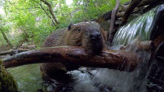 Living With Beavers [upl. by Howard379]