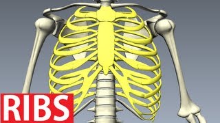 Rib Cage Anatomy  Bones of the Thoracic Wall Costae [upl. by Etnaud]