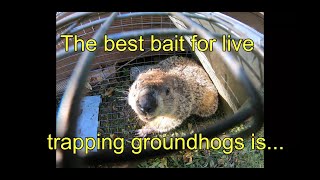 The Best Bait for Trapping Groundhogs III The Final Chapter [upl. by Happy]