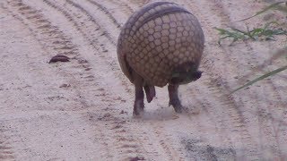 Armadillo rolls up into a ball [upl. by Dnomad266]