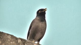 myna bird song  myna bird sound mynah bird singing [upl. by Javed]