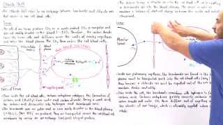 Chloride Shift in Red Blood Cells [upl. by Ettevad]