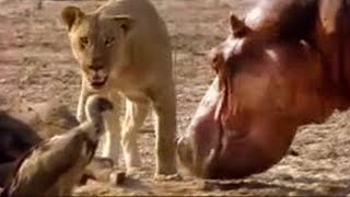 Lion vs Hippo  Wildlife on One  BBC Studios [upl. by Tremann]