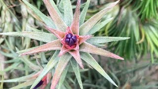 Tillandsia Tour  Utrecht Botanic Gardens Part 2  Plant One On Me — Ep 087 [upl. by Matthei]