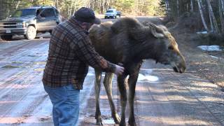 petting a moose touching a moose [upl. by Trawets]