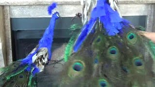 How to make a peacock [upl. by Notneb]