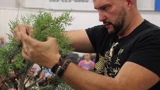 Bonsai demo by Mauro Stemberger [upl. by Corson292]