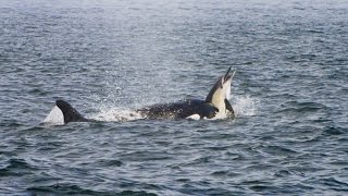 Pod of Killer Whales Hunt a Dolphin Stampede [upl. by Atilemrac]