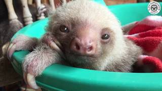 A sloth climbing a tall tree in Costa Rica [upl. by Samantha]