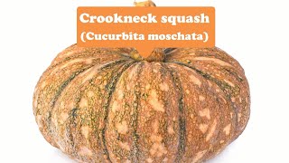 Looking for loveCrookneck squash [upl. by Jules]