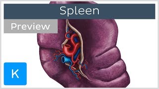 Anatomy of the Spleen preview  Human Anatomy  Kenhub [upl. by Siver365]