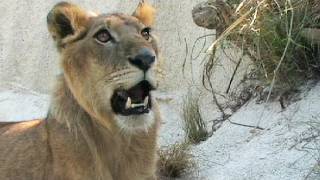 Lion vs Black Mamba 01 deadly venomous snake encounter with lion [upl. by Iphagenia700]