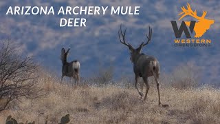 Arizona Mule Deer Hunt [upl. by Laen451]