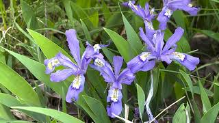 Dwarf Crested Iris Plant Profile [upl. by Accebor977]