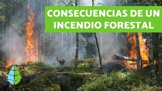 CONSECUENCIAS de los INCENDIOS FORESTALES  TIPOS DE INCENDIOS [upl. by Lilac]