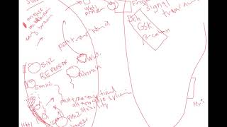 BIO409509 Wnt and Myc signaling pathway [upl. by Eicyac]