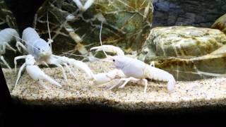 Procambarus clarkii white [upl. by Enelrak673]