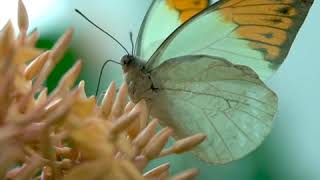 How Do Butterflies Eat [upl. by Nilloc]