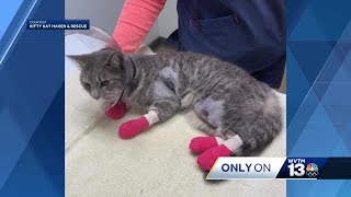 Cat recovering from botched declaw chemical burns [upl. by Peggy396]