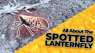 All About the Spotted Lanternfly amp How to Get Rid of Them [upl. by Elmer]