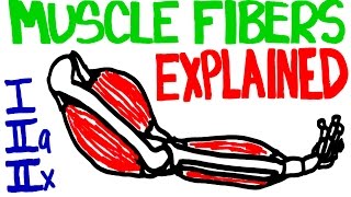 Muscle Fibers Explained  Muscle Contraction and Muscle Fiber Anatomy [upl. by Yrod]