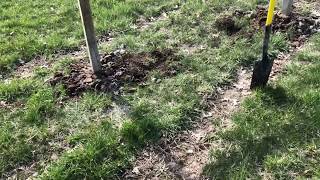 Building A Simple Wood Grape Trellis amp Planting Grape Vines Video 1 [upl. by Yremrej216]